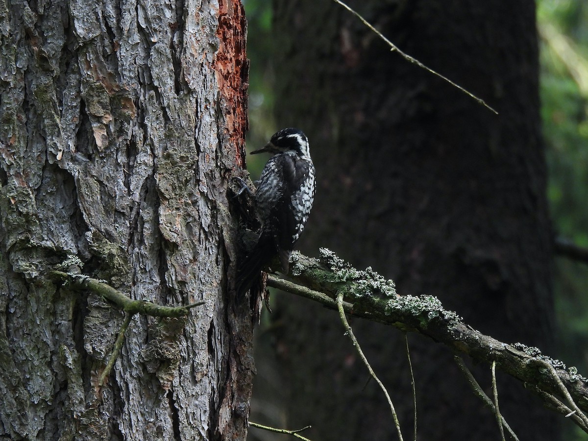 Eurasian Three-toed Woodpecker - ML620715036