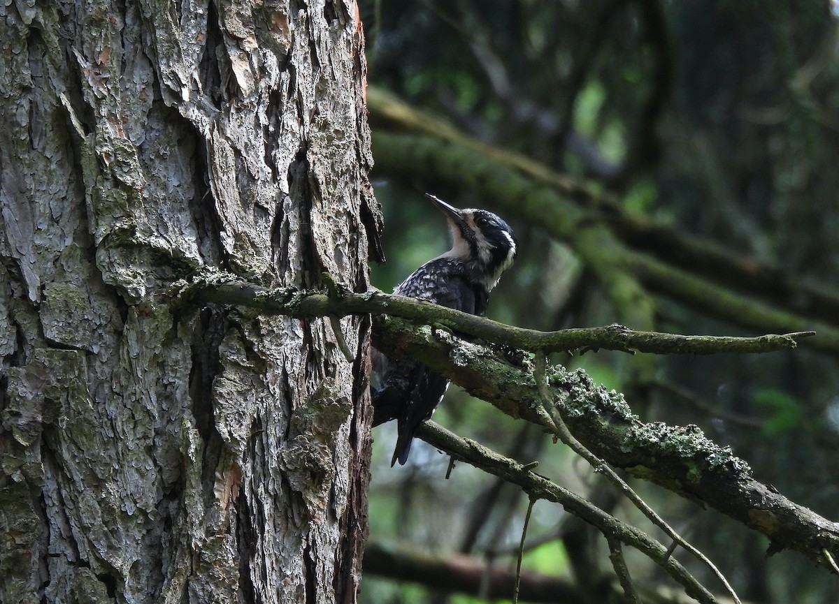 Eurasian Three-toed Woodpecker - ML620715038