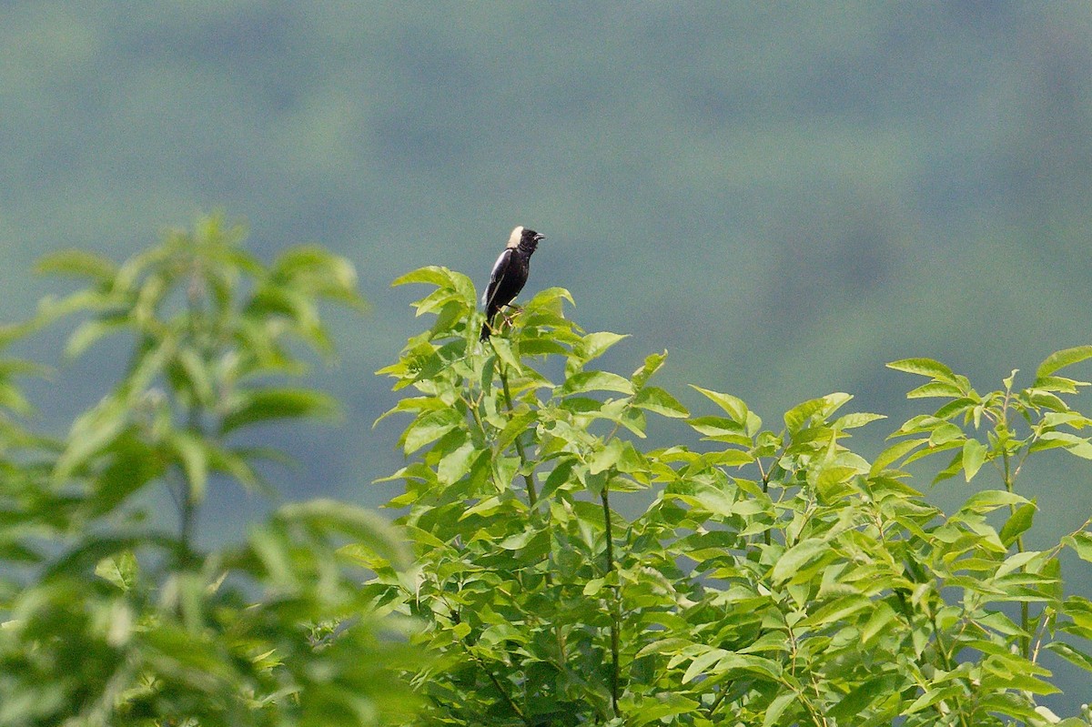 bobolink americký - ML620715041