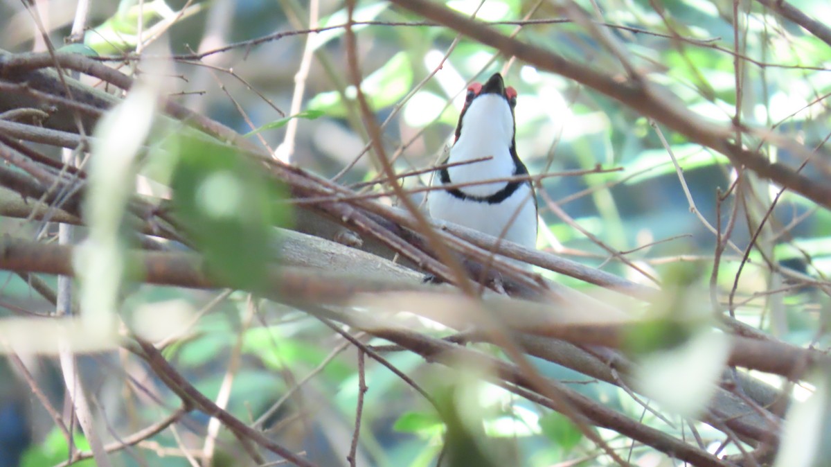 Black-throated Wattle-eye - ML620715042