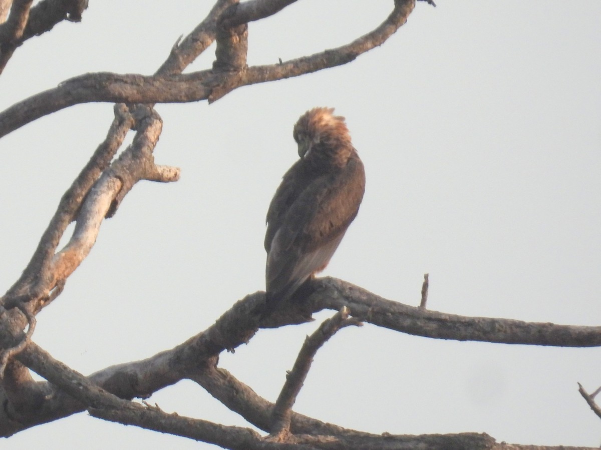 Brown Snake-Eagle - bob butler