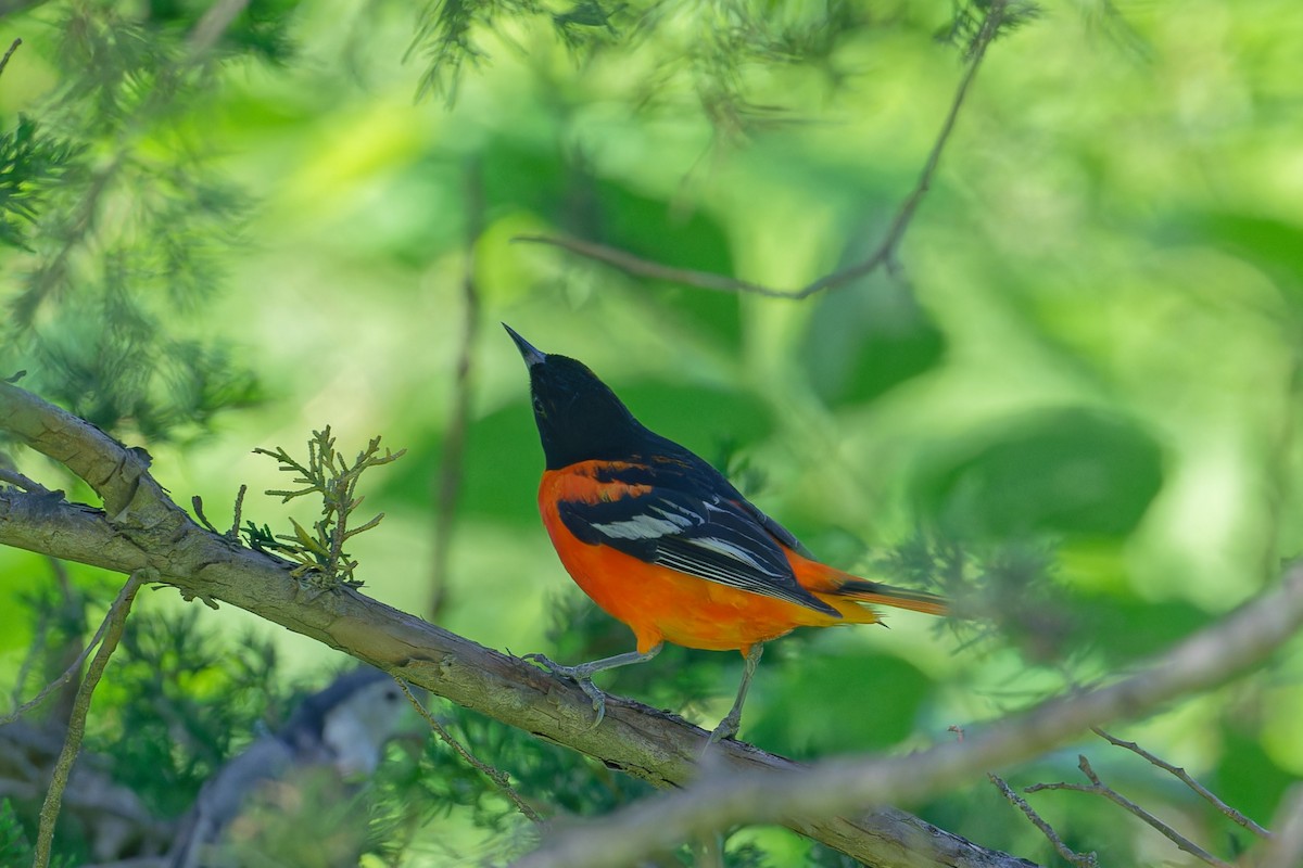 Baltimore Oriole - ML620715044