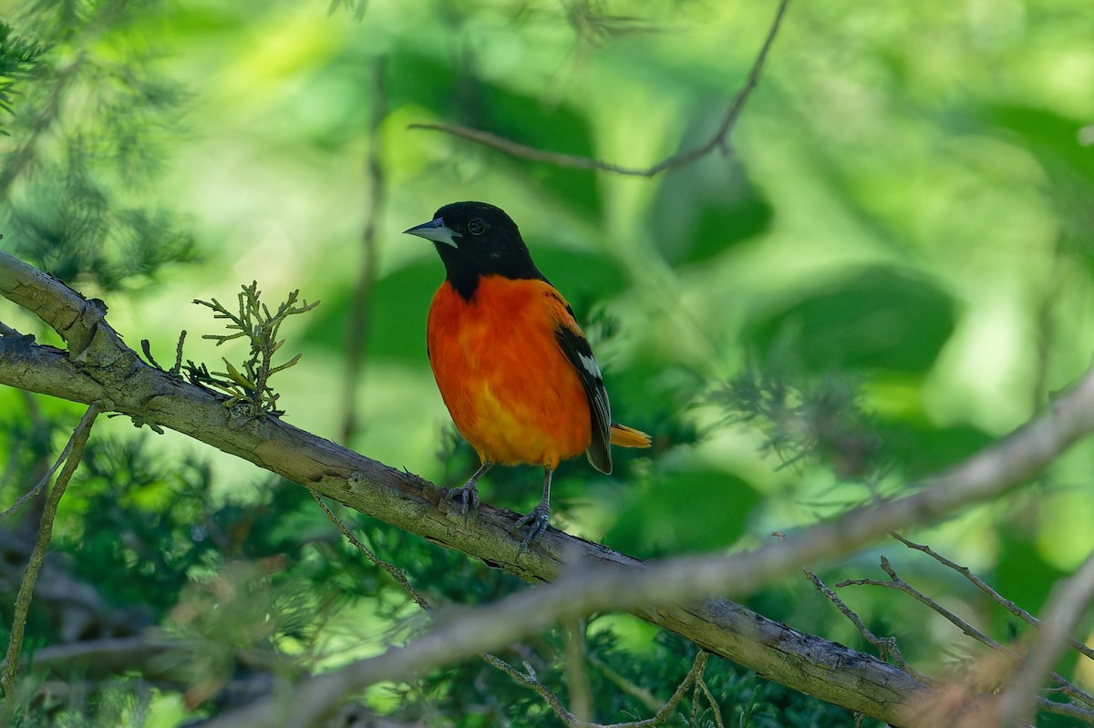 Baltimore Oriole - ML620715045