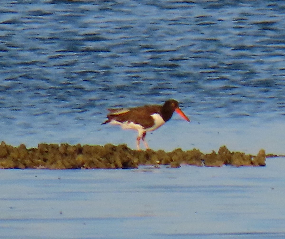 American Oystercatcher - ML620715046