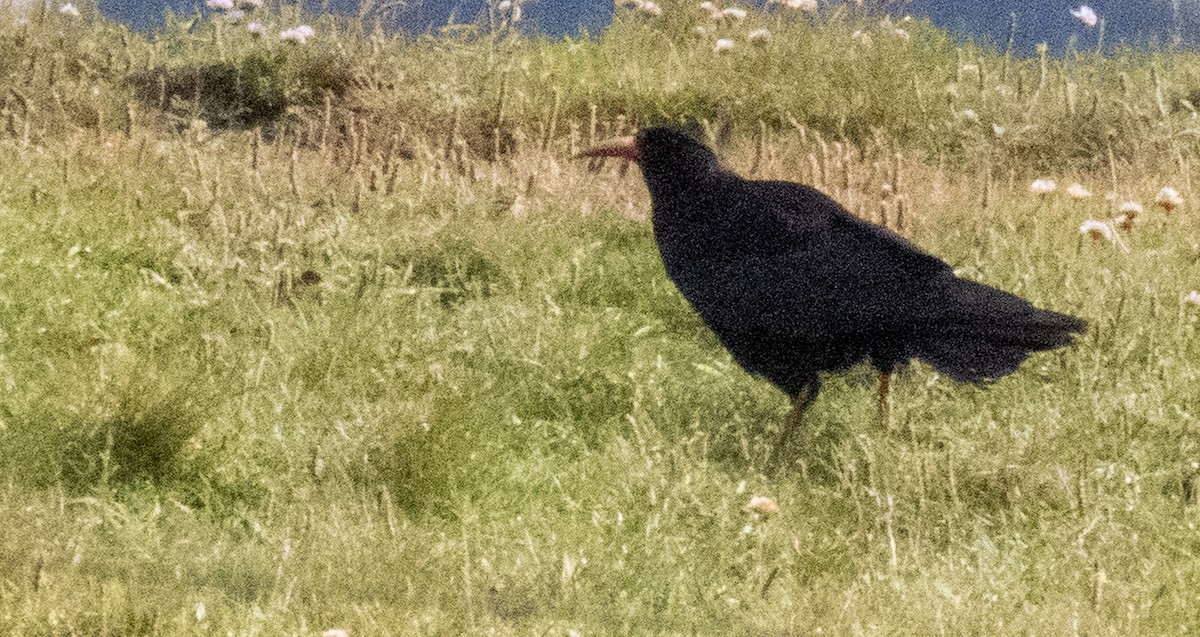 Red-billed Chough - ML620715049