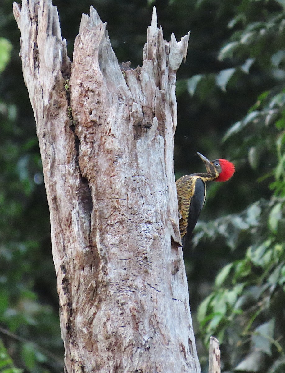 Lineated Woodpecker - sylvain Uriot