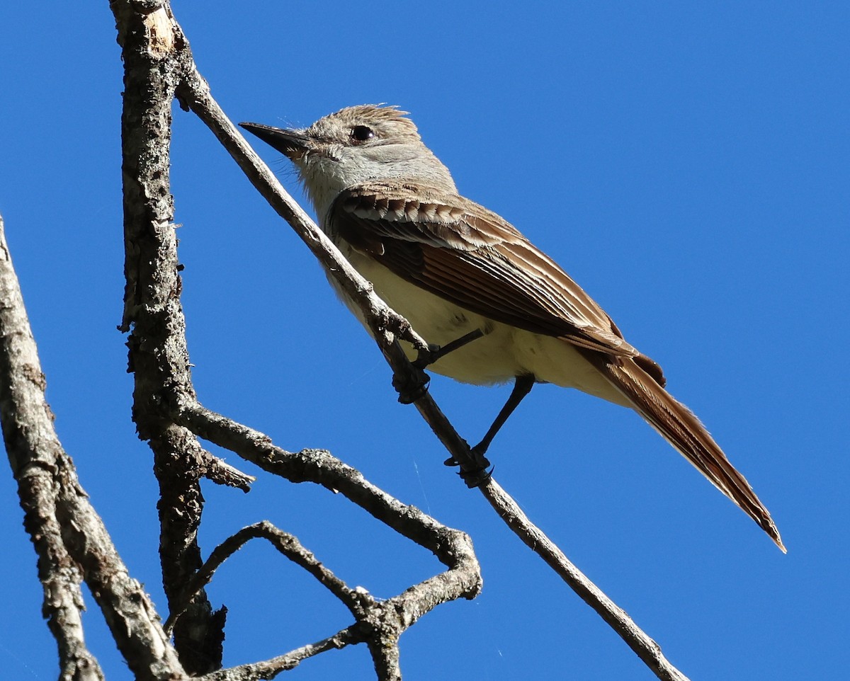 Ash-throated Flycatcher - ML620715053