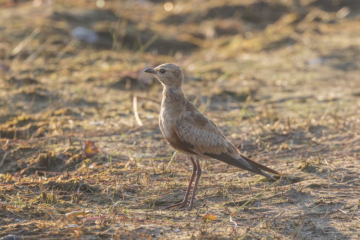 Australian Pratincole - ML620715055