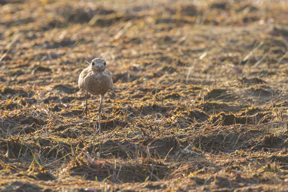 Australian Pratincole - ML620715056