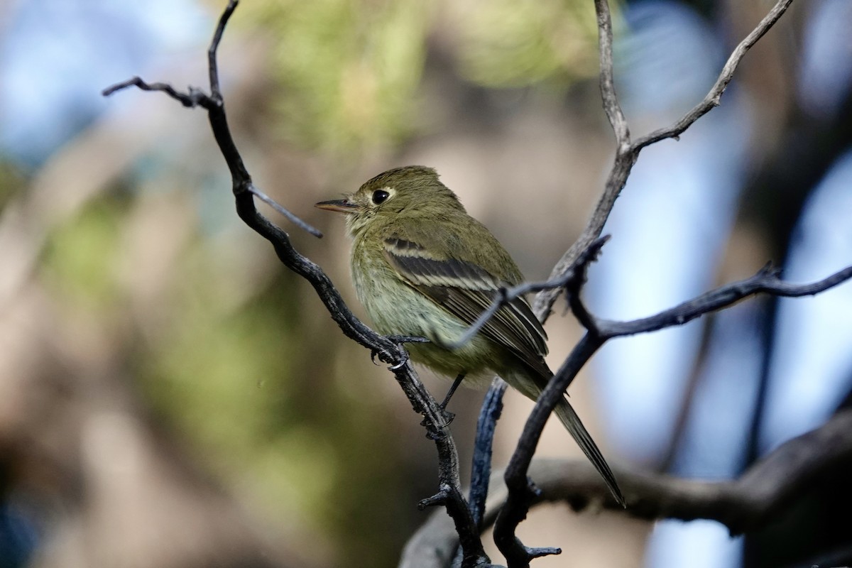 Western Flycatcher - ML620715058