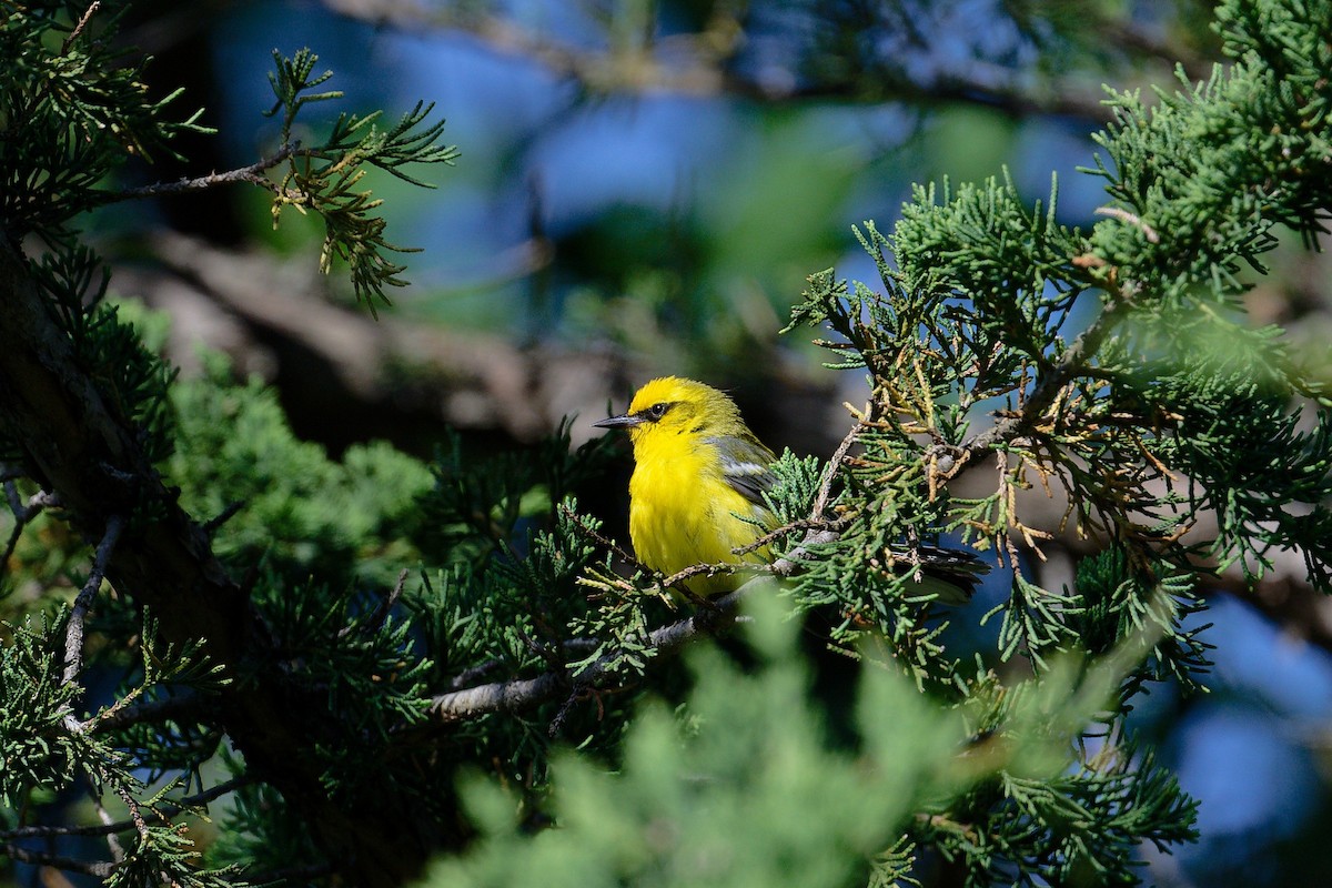 Blue-winged Warbler - ML620715060