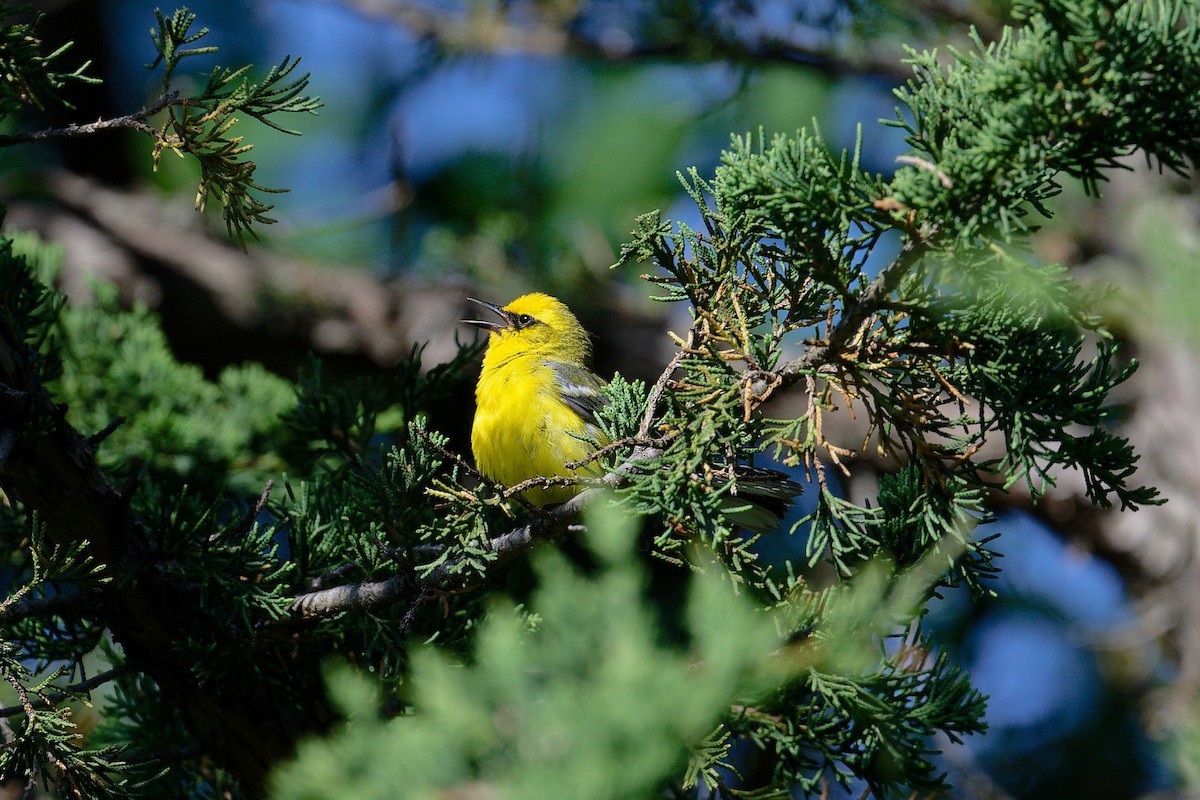 Blue-winged Warbler - Jan  Kool