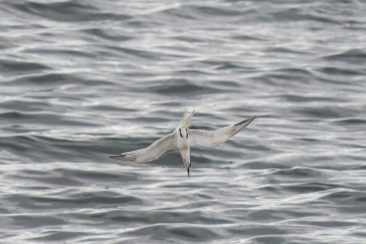 Sandwich Tern - ML620715062