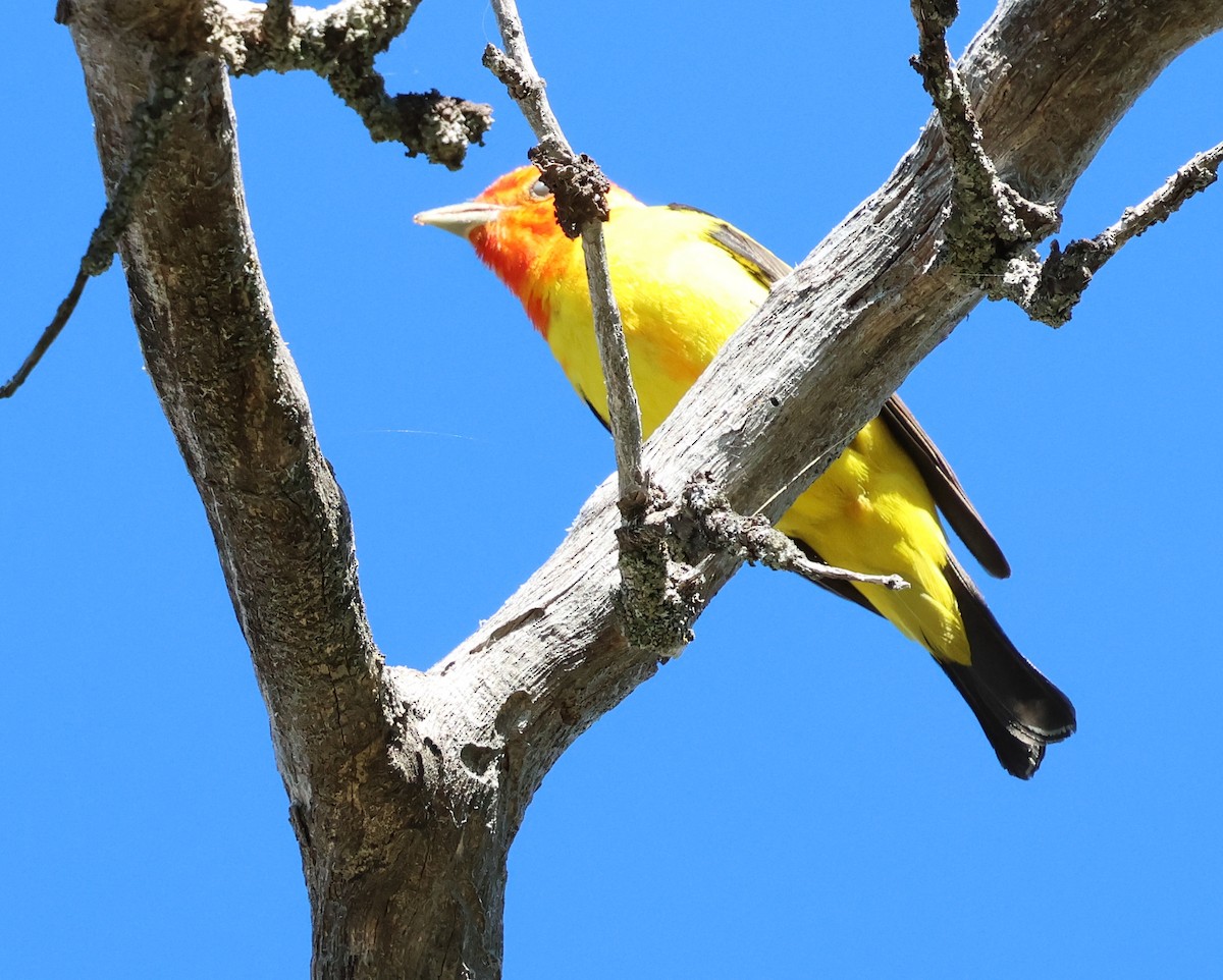 Western Tanager - ML620715065