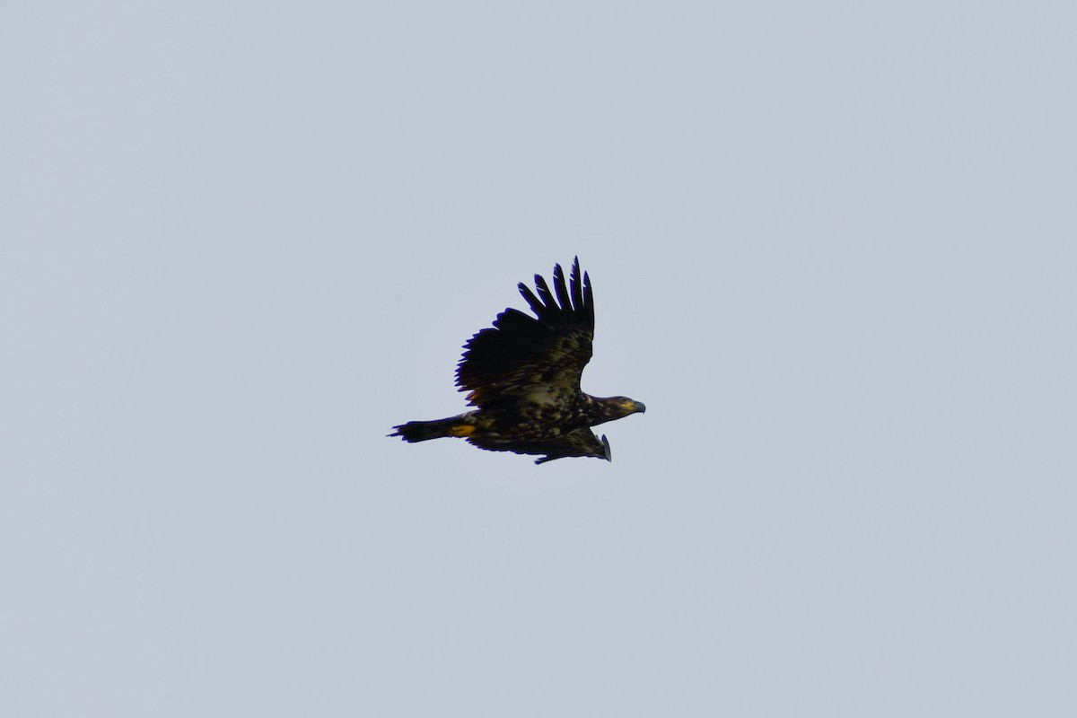 Bald Eagle - ML620715066