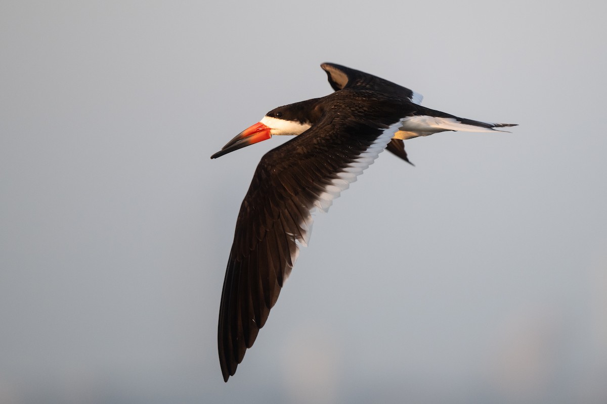 Black Skimmer - ML620715067