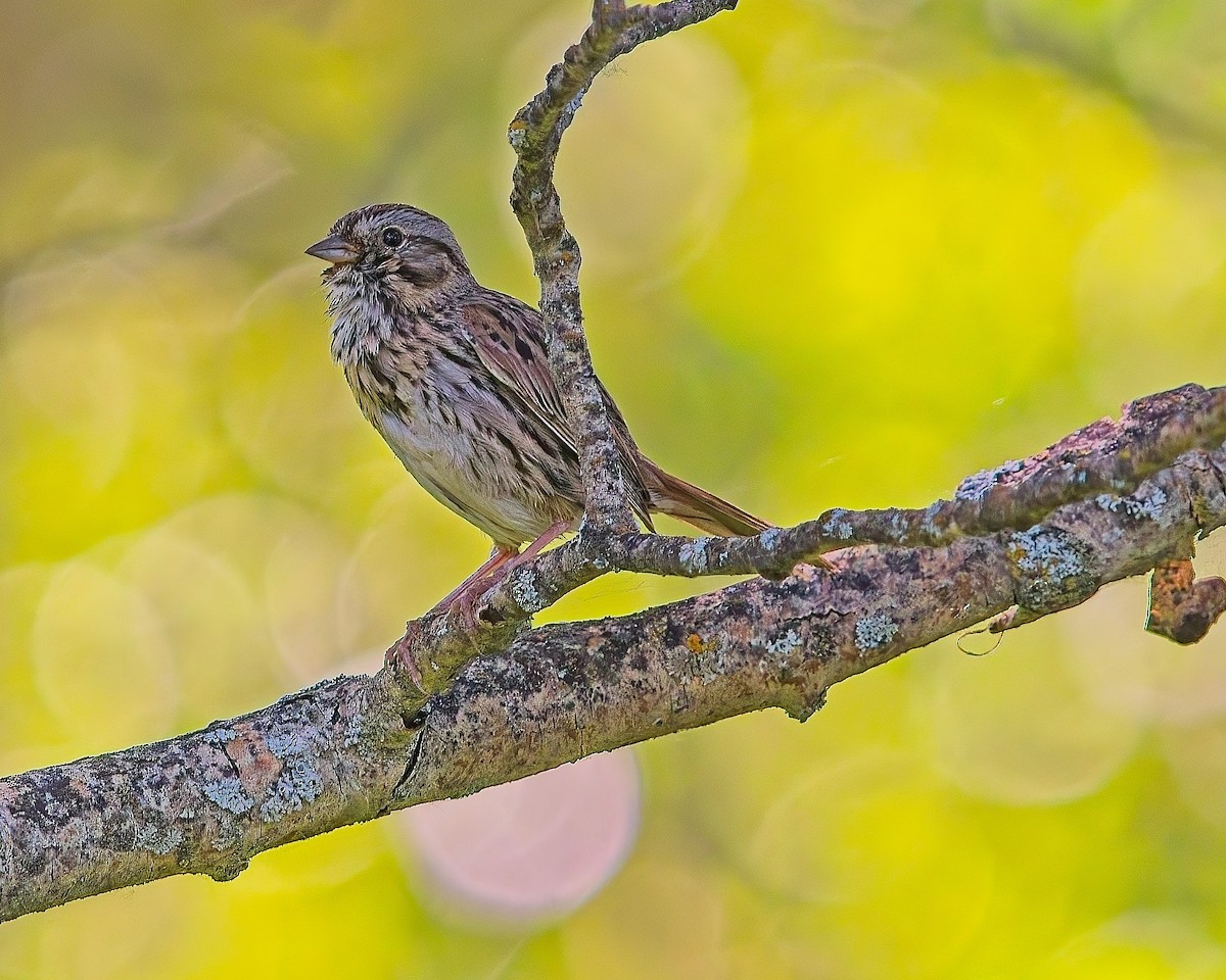 Lincoln's Sparrow - ML620715068