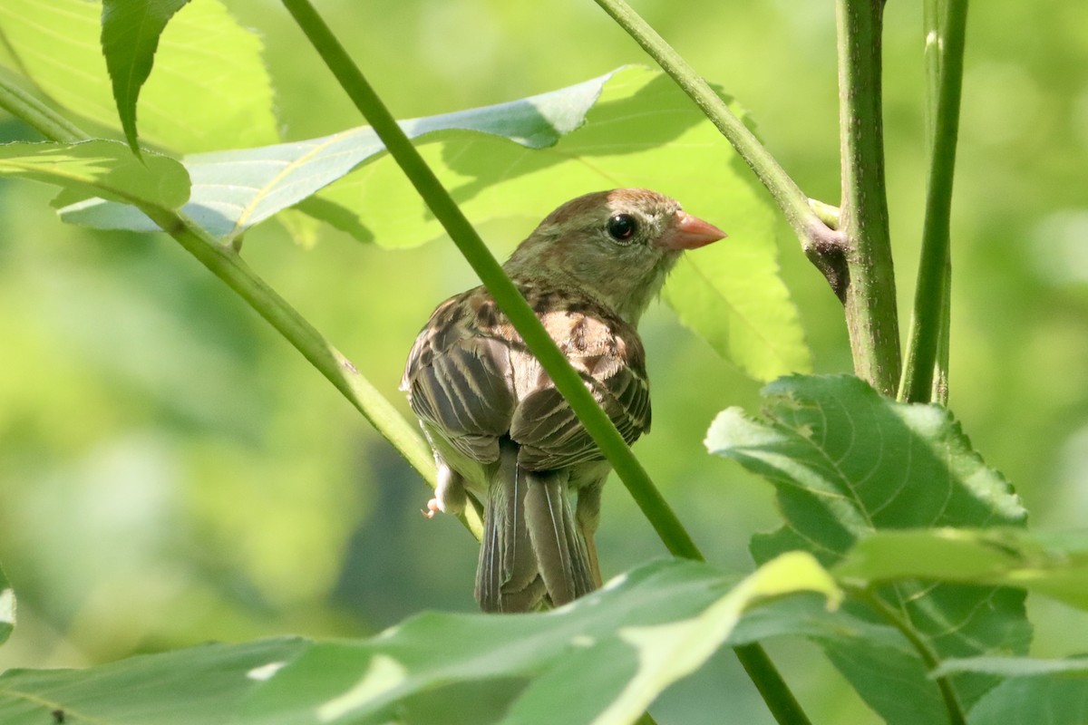 Field Sparrow - ML620715069