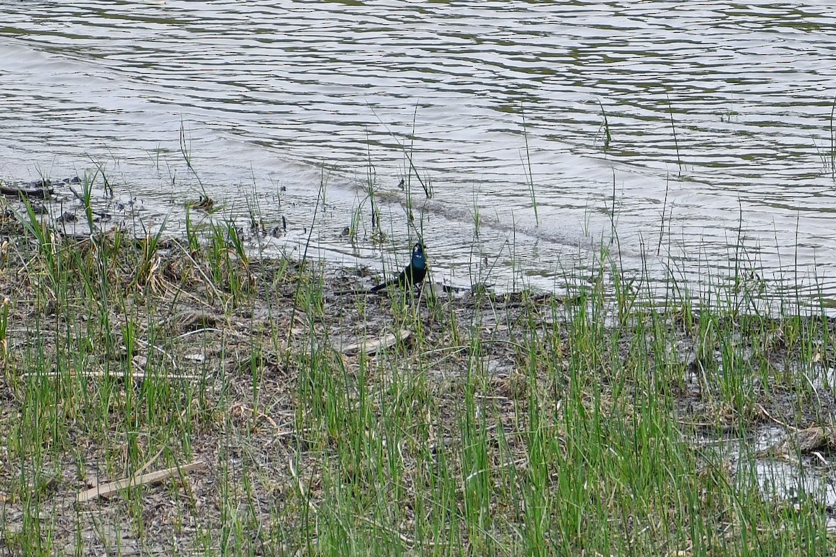 Common Grackle - ML620715070