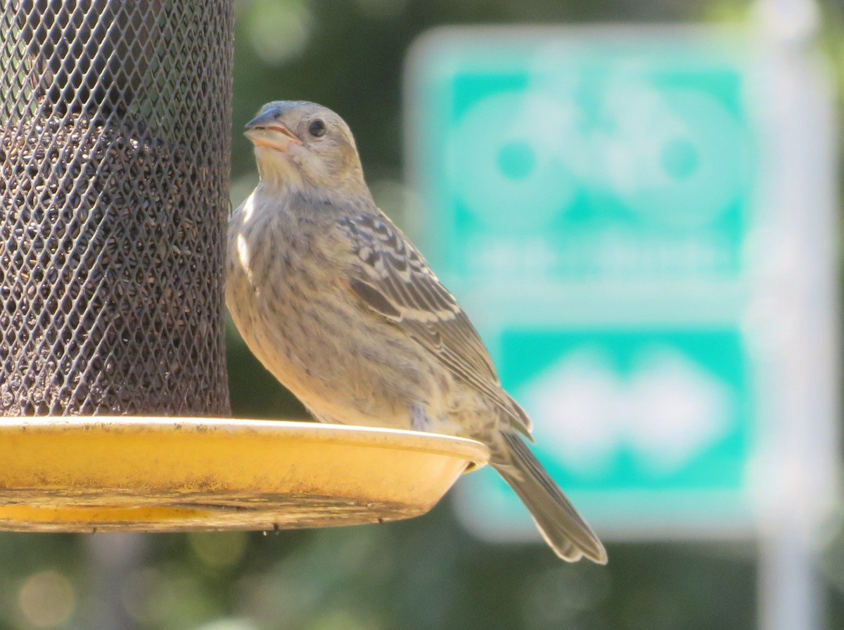 Brown-headed Cowbird - ML620715072