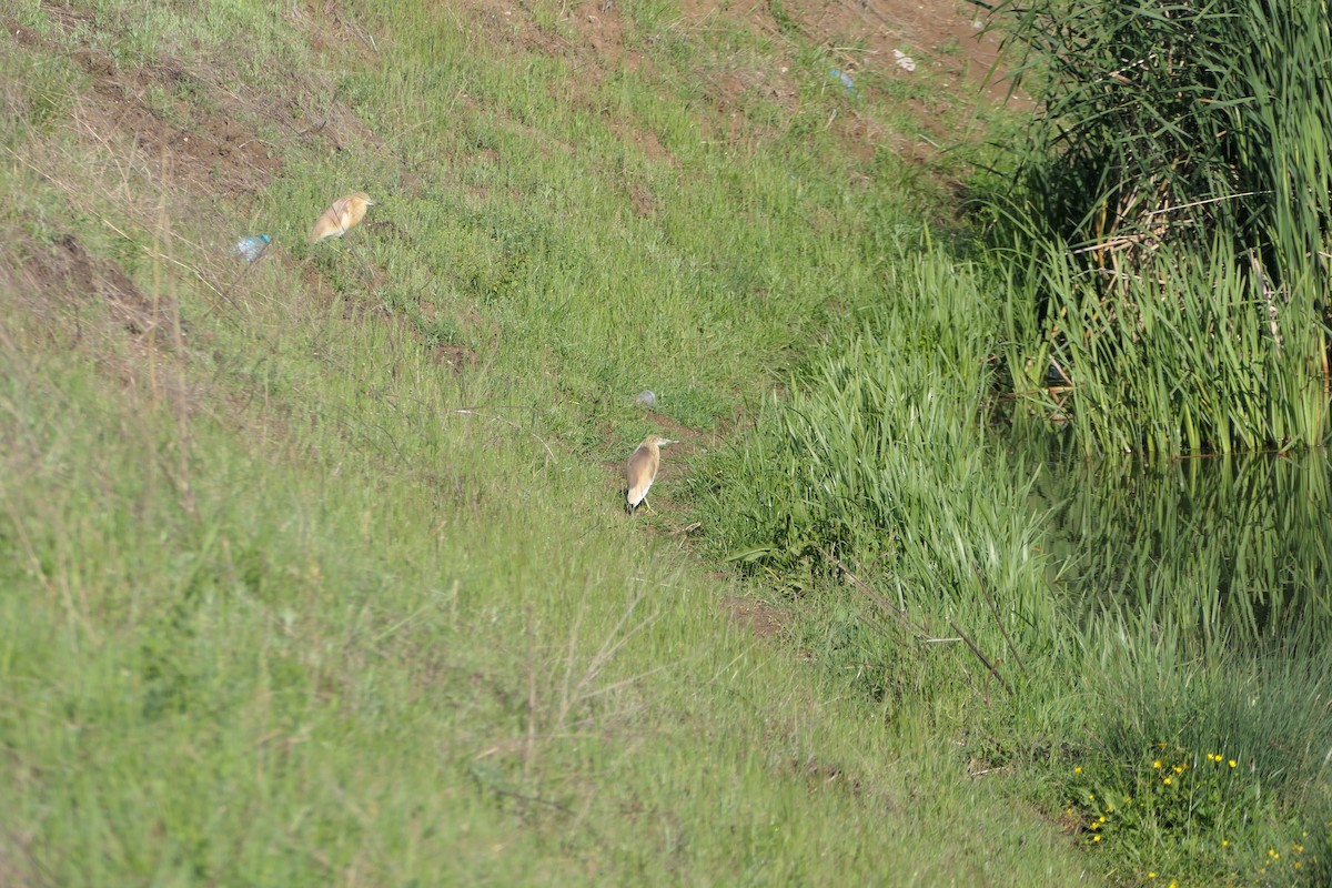 Squacco Heron - Liliya Markova