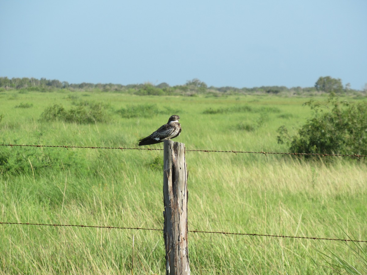 Common Nighthawk - ML620715087