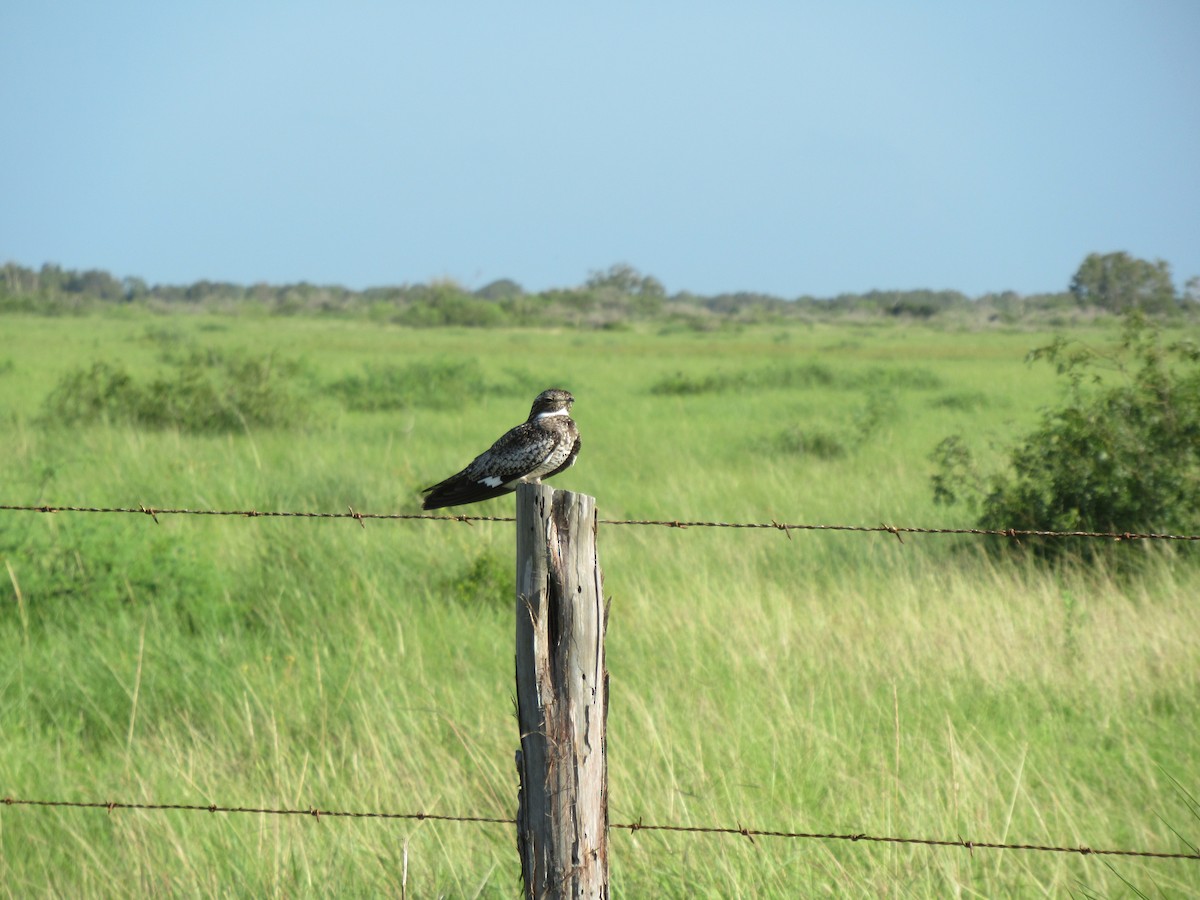 Common Nighthawk - ML620715088