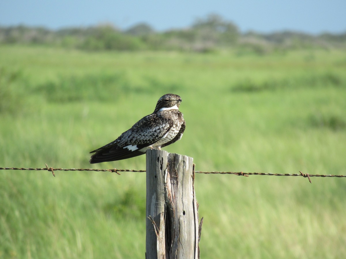 Common Nighthawk - ML620715090