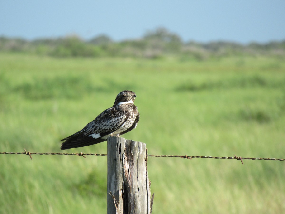 Common Nighthawk - Cristina Armas