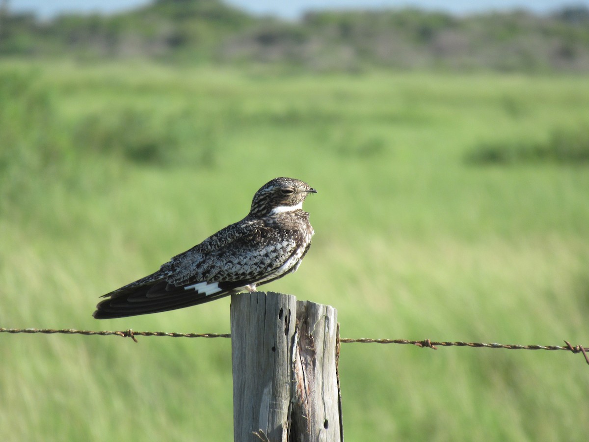 Common Nighthawk - ML620715093