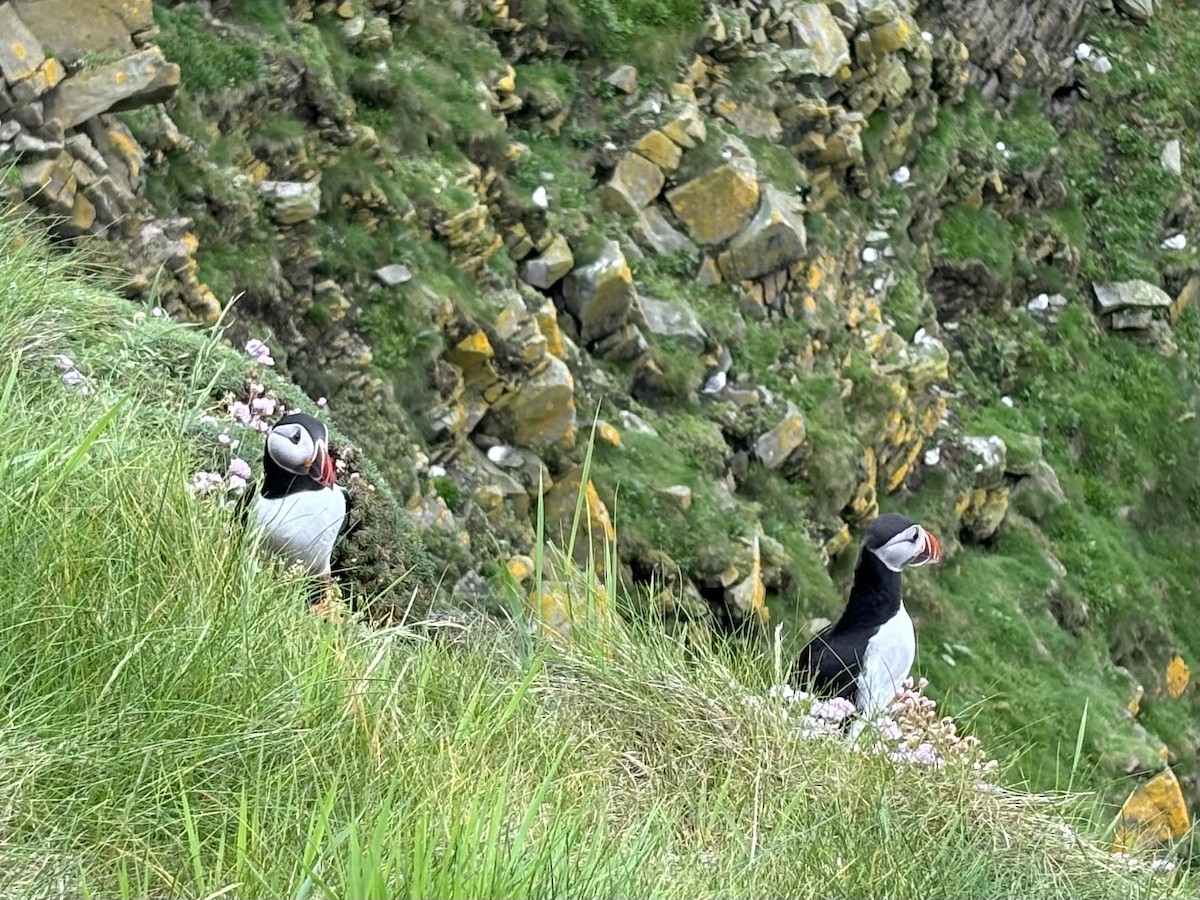 Atlantic Puffin - Barbara  Boucher