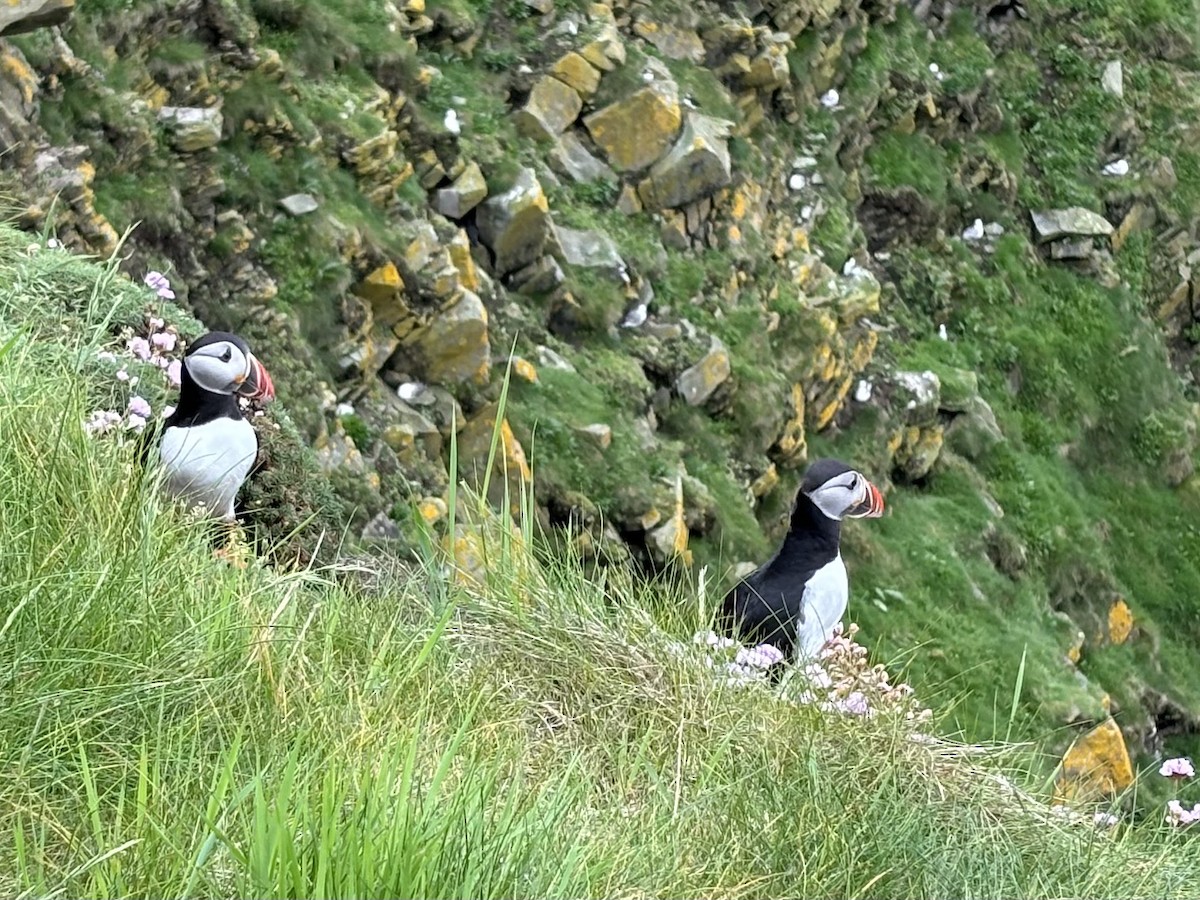 Atlantic Puffin - Barbara  Boucher