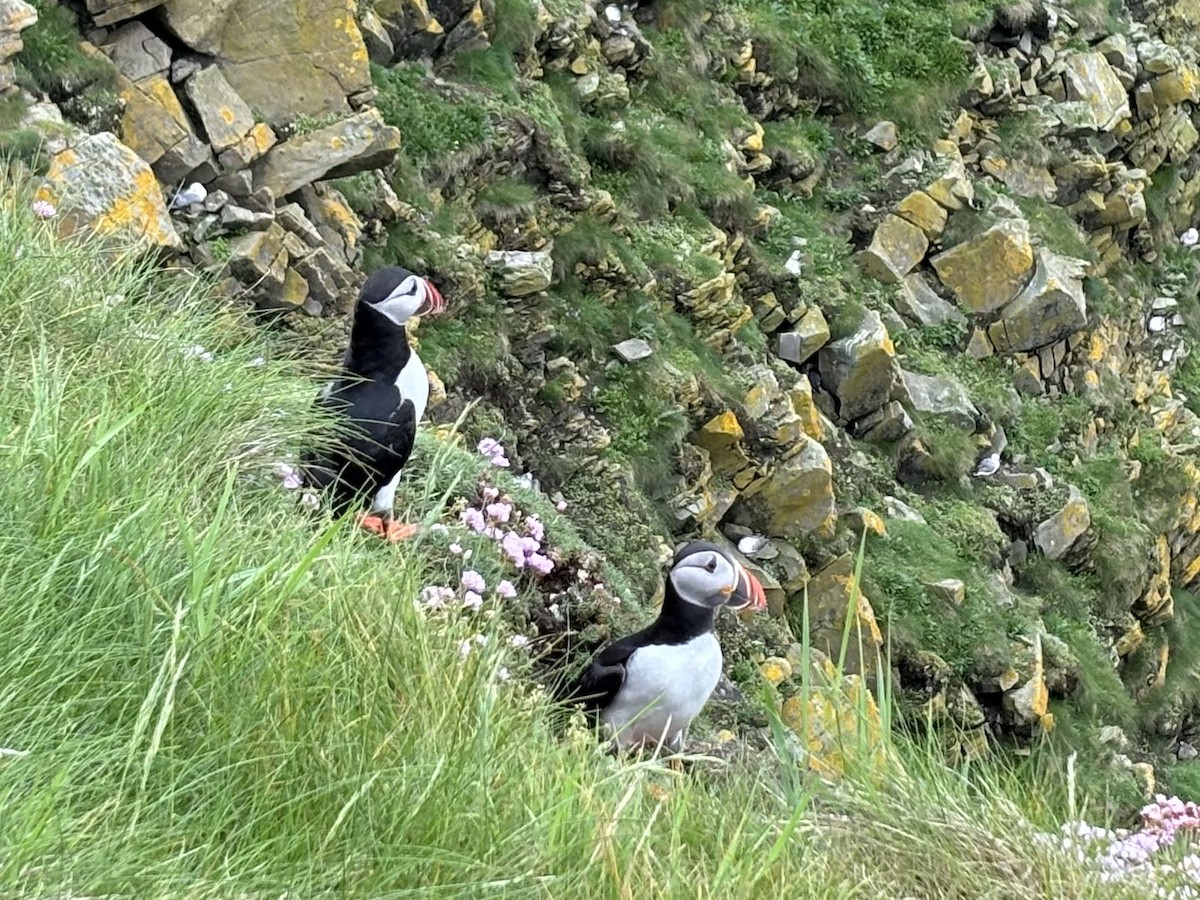 Atlantic Puffin - ML620715098