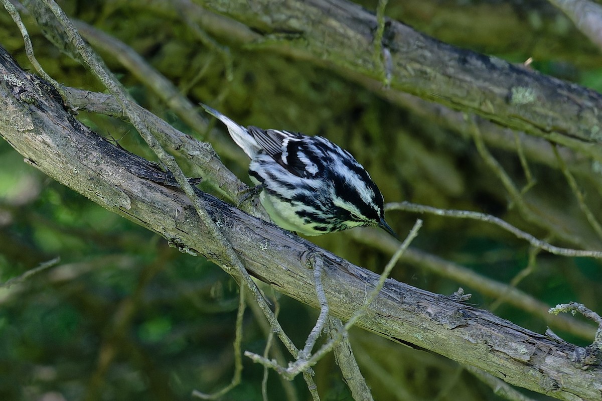 Black-and-white Warbler - ML620715099