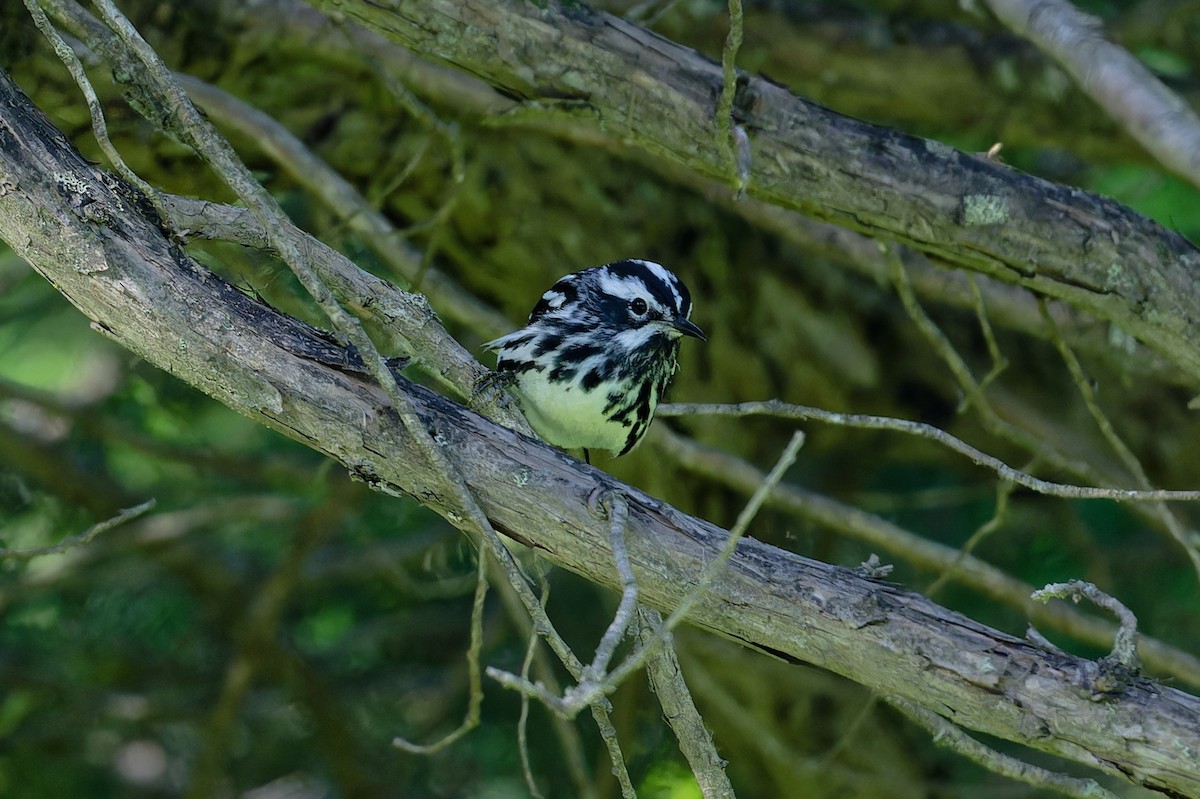 Black-and-white Warbler - ML620715100