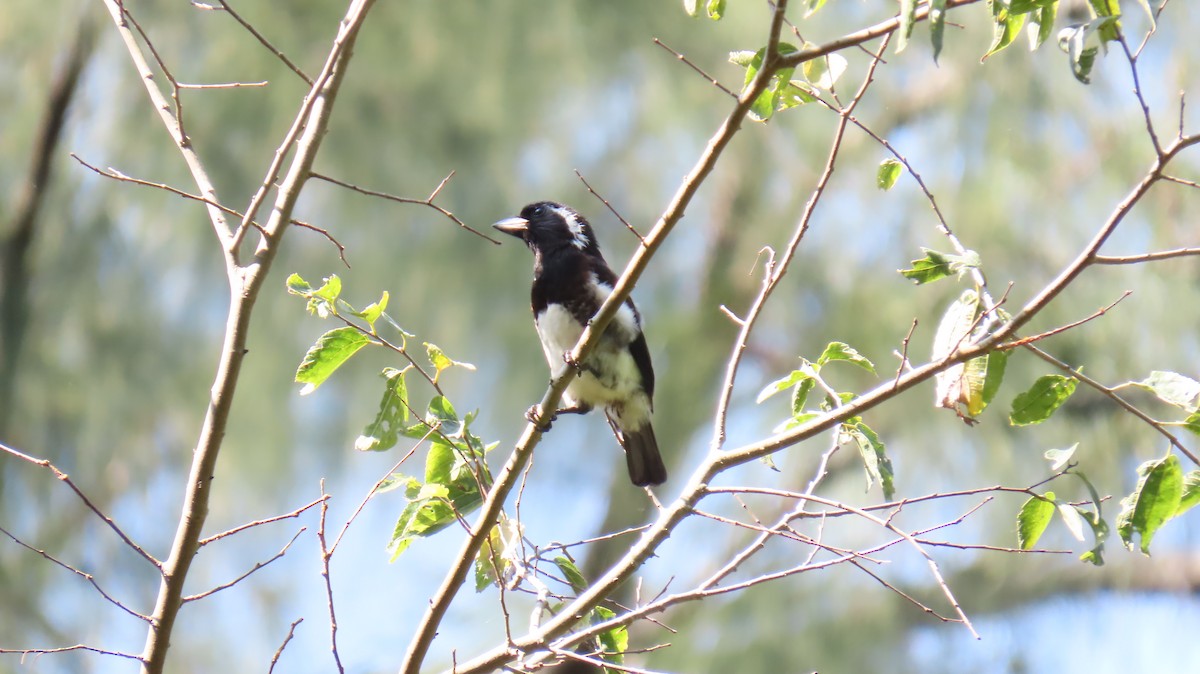 Ak Kulaklı Barbet - ML620715101