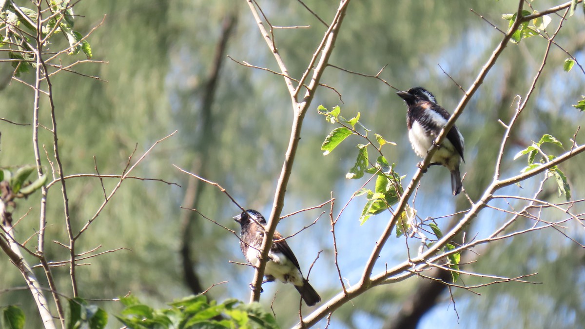 White-eared Barbet - ML620715102