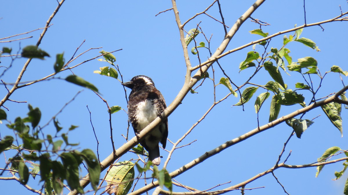 White-eared Barbet - ML620715103