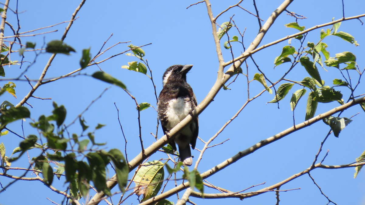 Ak Kulaklı Barbet - ML620715104