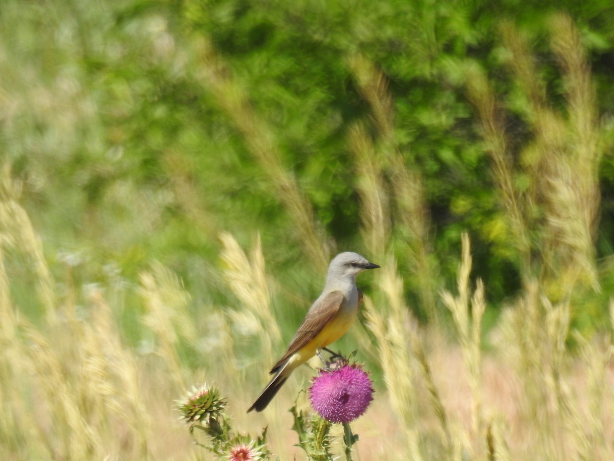 Western Kingbird - ML62071511