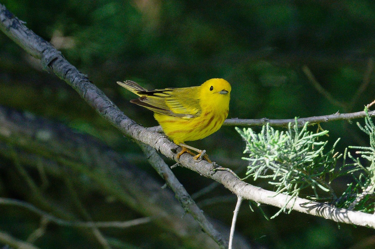 Paruline jaune - ML620715112