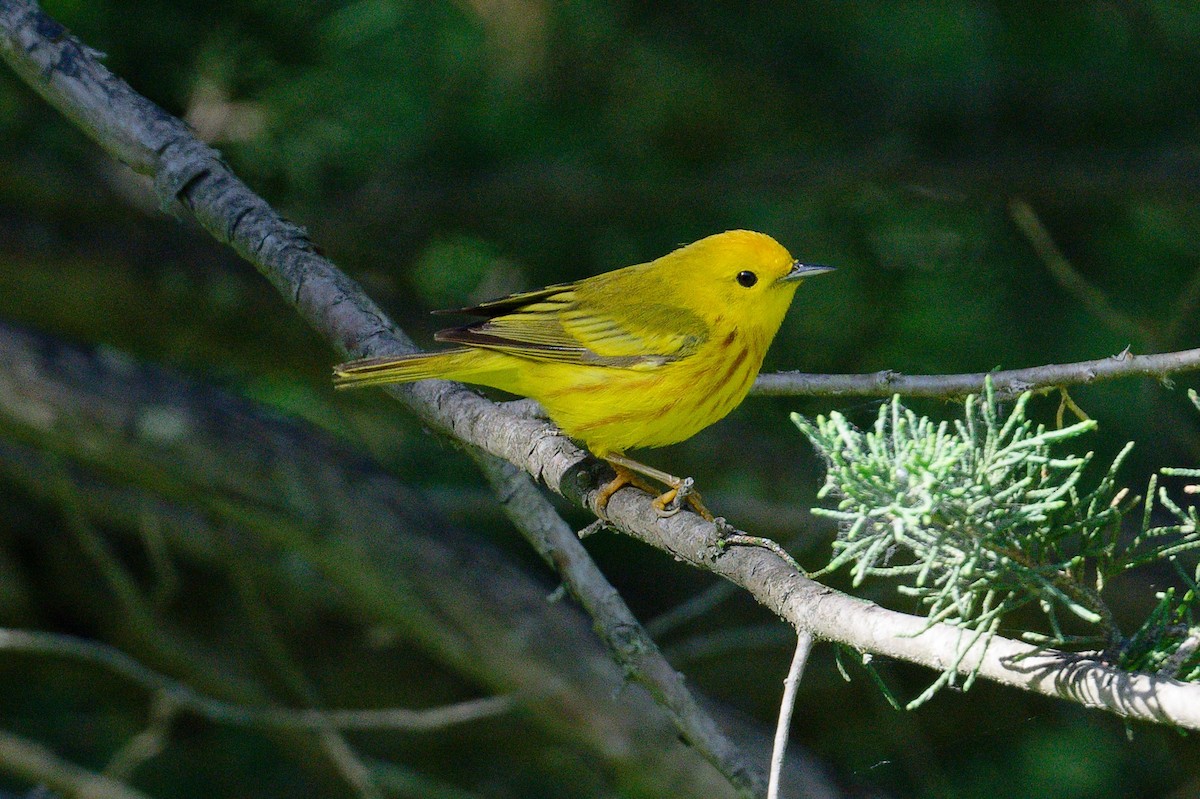 Yellow Warbler - ML620715113