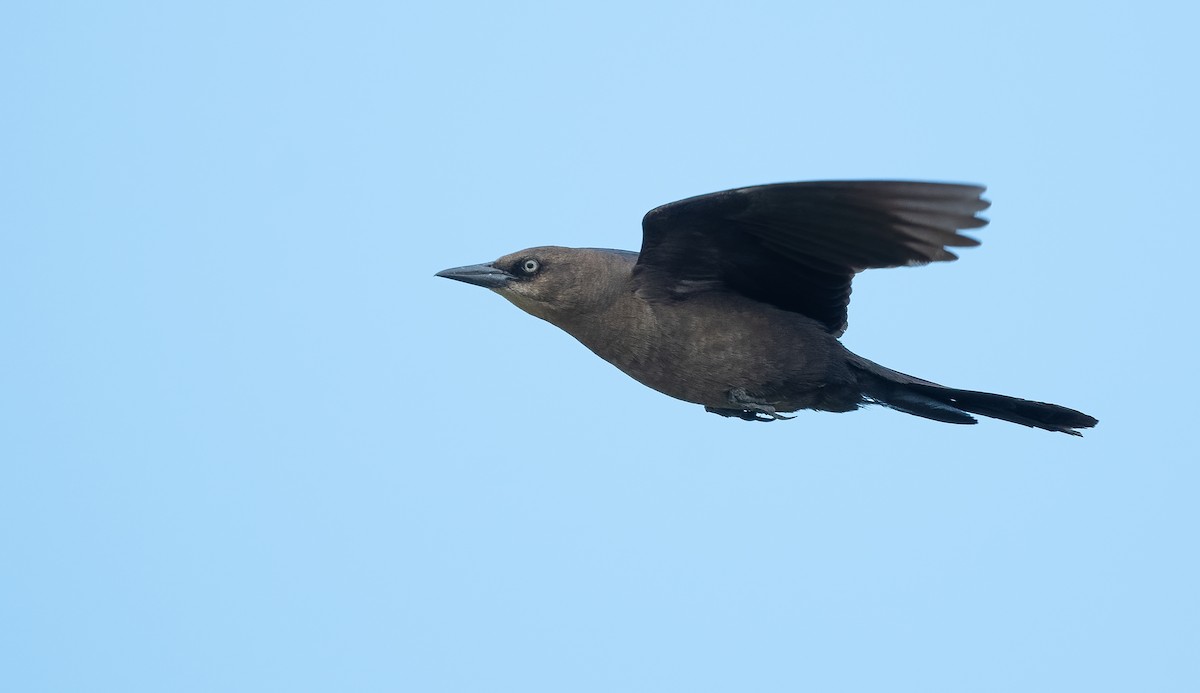 Boat-tailed Grackle - ML620715116