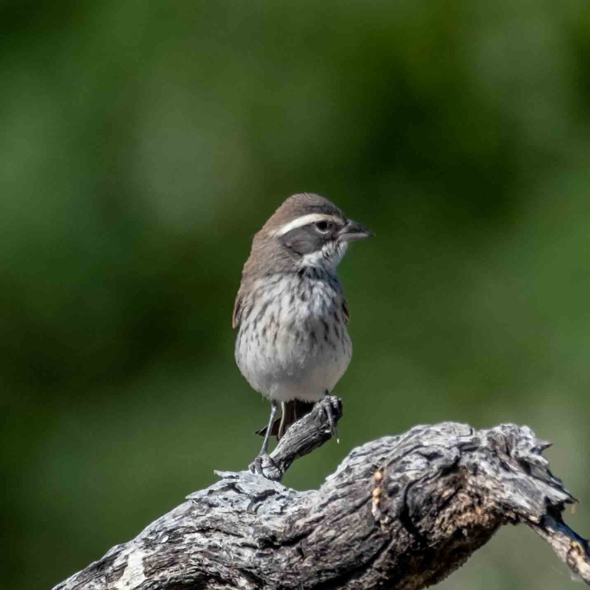 Black-throated Sparrow - ML620715118