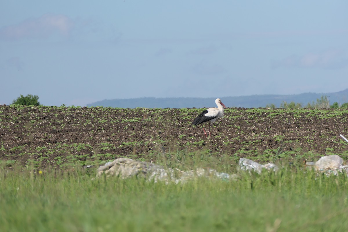 White Stork - ML620715122