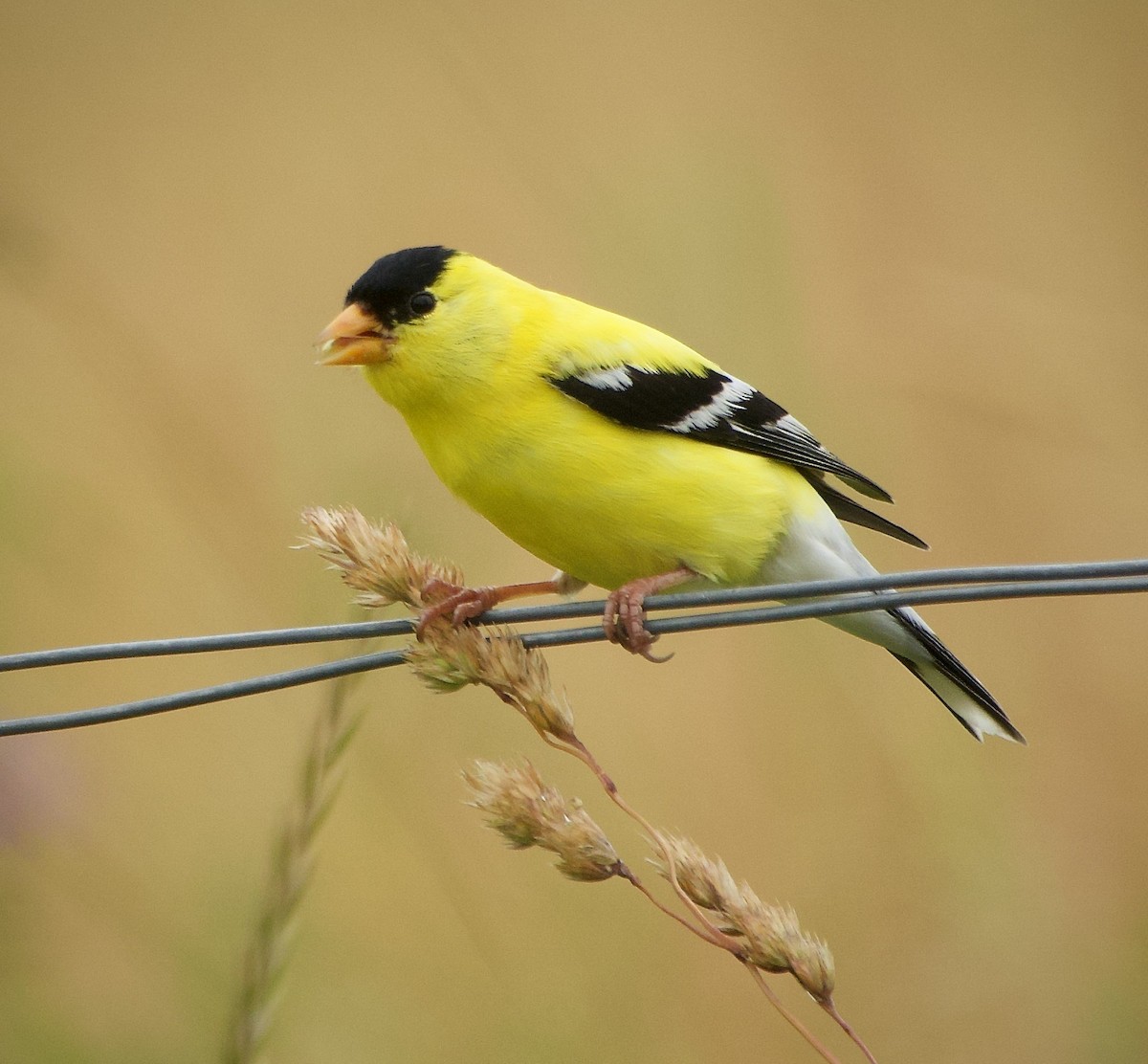 Chardonneret jaune - ML620715123