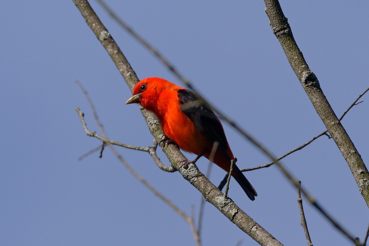 アカフウキンチョウ - ML620715124