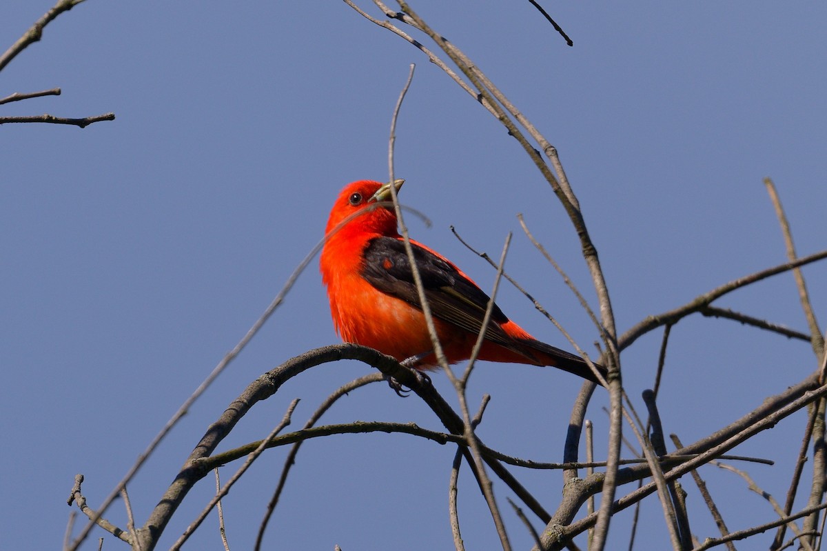 Scarlet Tanager - ML620715125