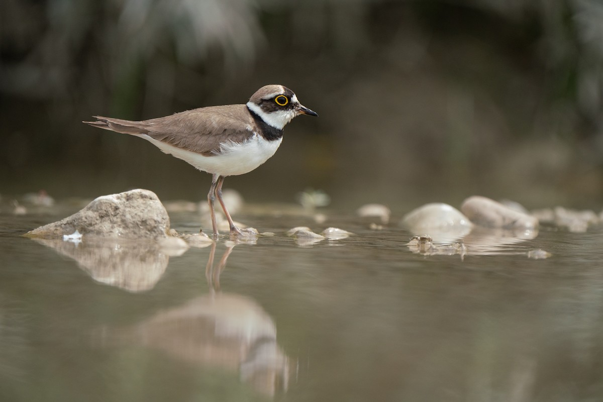 Little Ringed Plover - ML620715133