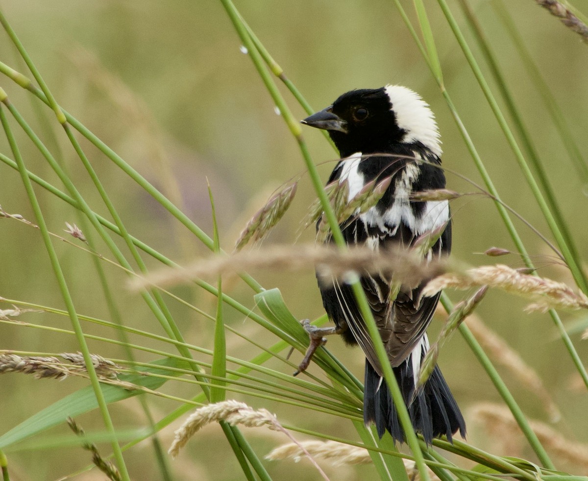 Bobolink - Thomas Michel